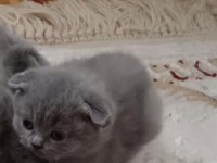 1 erkek ve 1 dişi Scottish fold ve British longhair