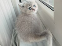 British Shorthair Lilac Golden Yavrular
