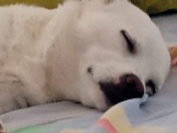 Sahiplendirme köpeğimiz