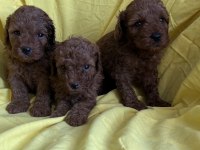 Toy Poodle Yavrularım Yeni Yuvasına Hazır