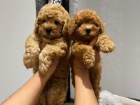 Toy poodle bebekler