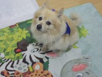 Pomeranian uyguna sahiplendirilecek eşyaları ile verilecek
