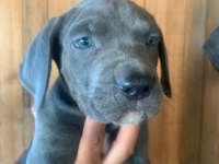 Dev panter dişi cane corso yavrular