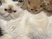 3 yaşında dişi exotic