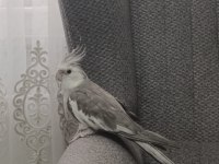 Ele Alışkın Sultan Papağanı