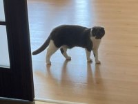Tatlı scottish fold kızım