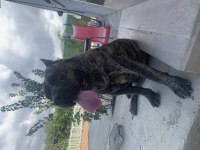 PRESA CANARİO A KALİTE KÖPEKLER