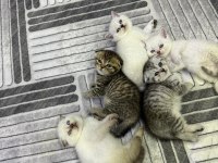 2 dişi 2 erkek british shorthair yavrular