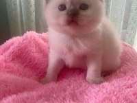 TOP KAFA SHOW KALİTE BRİTİSH SHORTHAİR BEBİŞ