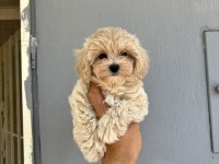 KORE KAN MALTİPOO BEBEKLER DAHA İYİSİ YOK