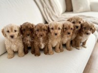 Maltipoo Güzellikler