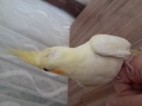 YAVRU SULTAN PAPAĞANI BEBEK