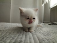 Exotic Shorthair 2 Aylık Erkek