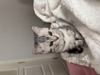 British shorthair erkek 5 aylık kedim