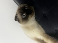 2 yaşında eğitimli scottish fold