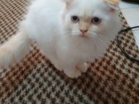 Scottish fold yavrularımıza yuva arıyoruz