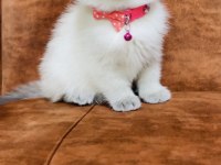 2 aylık blue point british shorthair