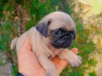 Sıfır Burun Gül Kuyruk Pug