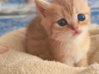 Son kalan peluş gibi yavru kediler