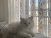 2 buçuk aylık dişi british longhair