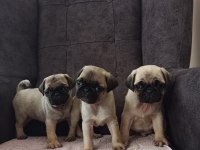 Pug yavrularımız