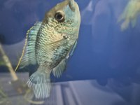 Acara blue