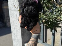 Black Poodle Yavrumuz