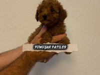 Red Toy Poodle