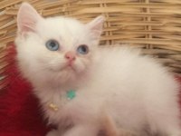 Küçük British Shorthair Miniğim