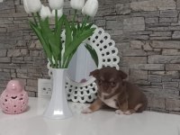 DEĞERİNİ BİLENE LİLAC TAN ELMA KAFA KÜT BURUN TEACUP ŞİVAVA