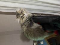 Scottish Longhair 5 aylık
