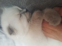 Scottish fold longhair erkek