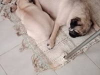 4 AYLIK AİLE KÖPEĞİ PUG