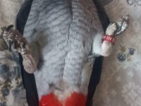 Jako papağanı ele kola gelir