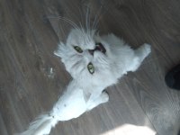 Kedicikler