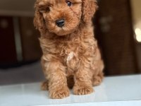 2 aylık Maltipoo yavrular