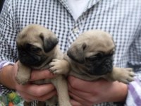 Mükemmel Pug Mops Yavrularımız