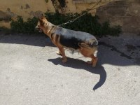 3 Yaşında Dişi Alman Kurdu