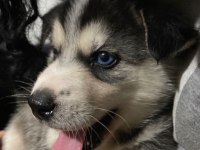Sibirya kurdu husky