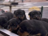 Rottweiler Safkan