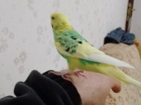 Sahibinden insan gibi konuşan muhabbet kuşu