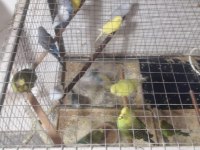 Muhabbet Kuşu çeşit çeşit