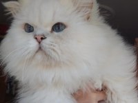 Safkan British Shorthair Yavrular