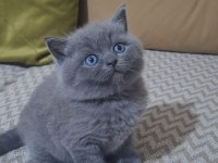 2 Aylık British Shorthair Yavrum Yeni Yuvasını Bekliyor