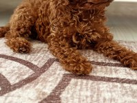 Orjinal ırk garantili toy Poodle
