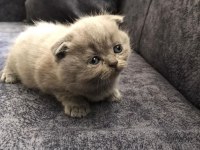 Scottish Fold