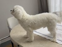 8 aylık erkek maltese kore