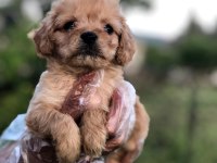SÜTLÜ KAHVE RENGİNDE MUHTEŞEM MALTİPOO BEBEKLER