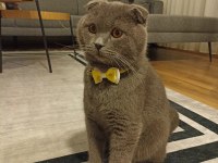 Scottish Fold Eş Bulma İlanı