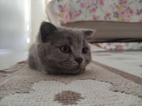 Acil sahiplendirilecek dişi scottish fold